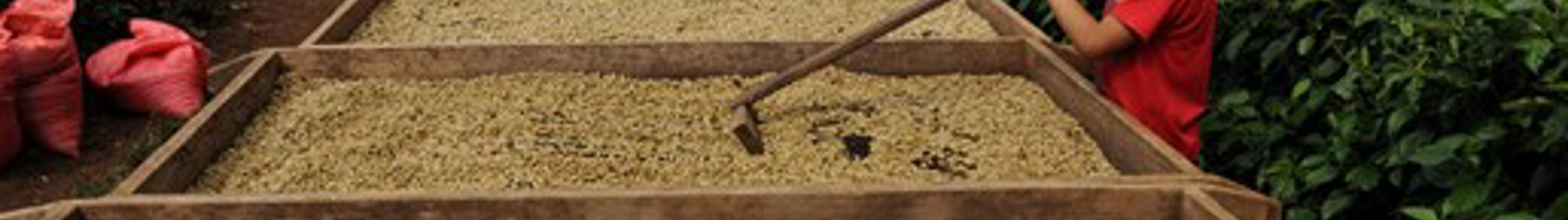 Drying the coffee beans after the wet milling process of washing the coffee fruit and seed.